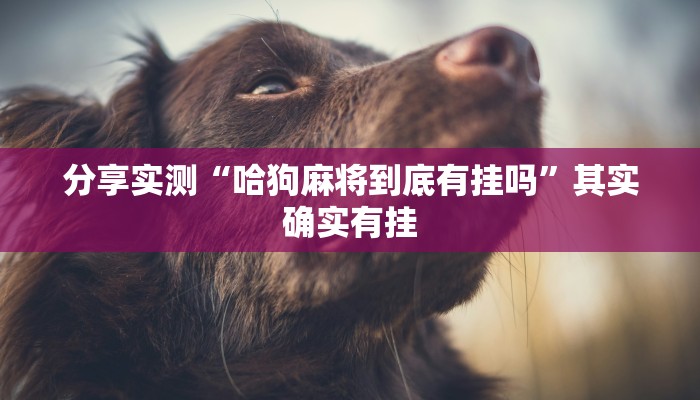 分享实测“哈狗麻将到底有挂吗”其实确实有挂 分享实测“哈狗麻将到底有挂吗”其实确实有挂